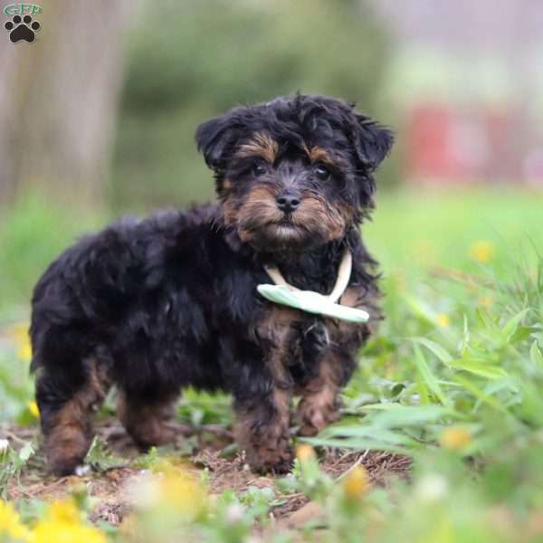 Lincoln, Yorkie Poo Puppy